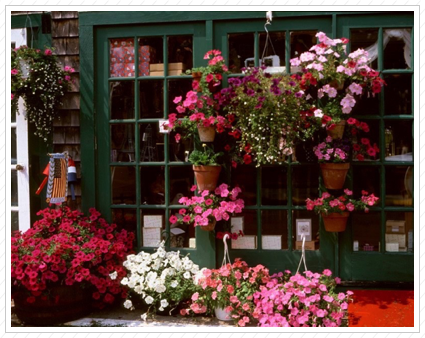 Flowers in Shop, Bar Harbor